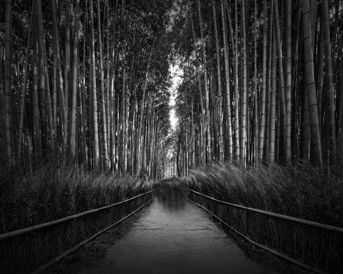 <center><p style="color:#FFFFFF;">Komorebi II - Inner Light - © Julia Anna Gospodarou - Kyoto Japan arashiyama bamboo grove, Landscape</p></center>